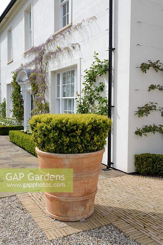 Buxus sempervirens - Box - in large terracotta pot, house in background 