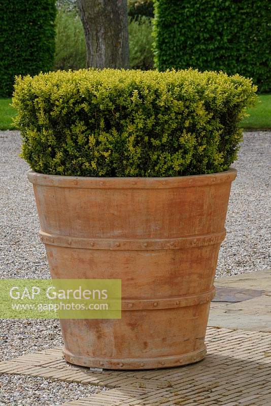 Buxus sempervirens - Box - in large terracotta pot