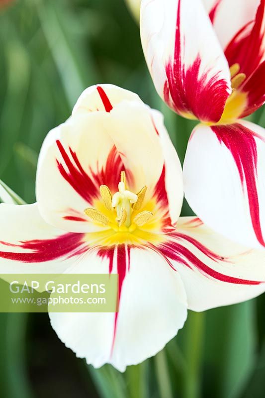 Tulipa - Tulip - 'Carnaval de Rio' 