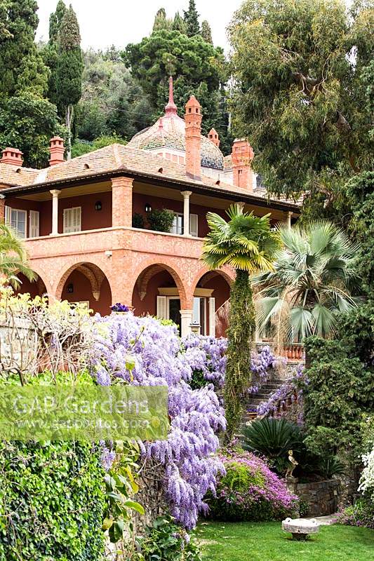 Mediterranean garden with flowering Wisteria sinensis. Villa Pergola. Alassio, Italy.