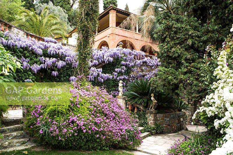 Mediterranean garden with flowering Wisteria sinensis. Villa Pergola. Alassio, Italy.