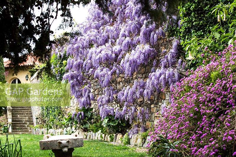 Mediterranean garden with flowering Wisteria sinensis. Villa Pergola. Alassio, Italy.