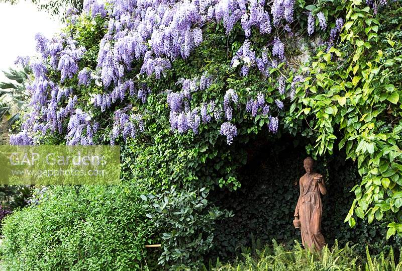 Statue in garden with flowering Wisteria sinensis 'Prolific'.  Villa Pergola. Alassio, Italy.