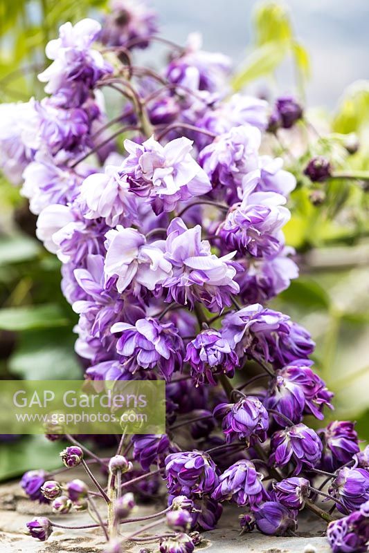 Wisteria floribunda 'Violacea Plena' - Japanese Wisteria