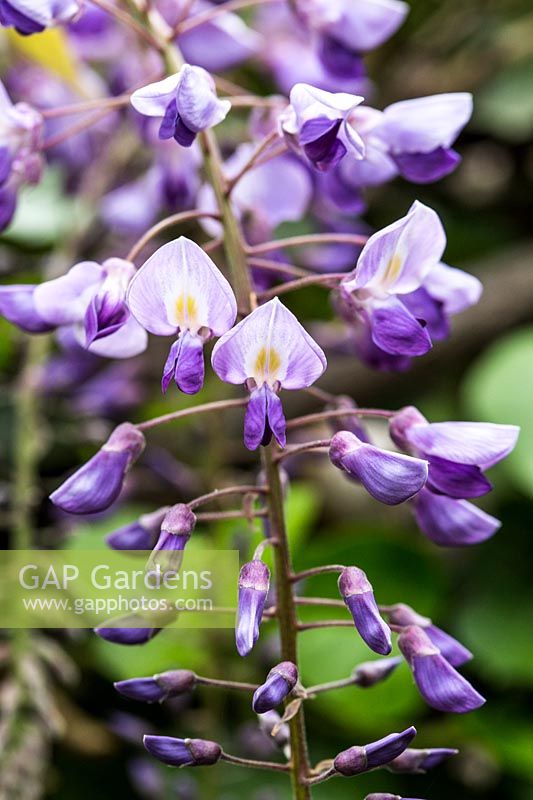 Wisteria floribunda 'Texas Purple'  