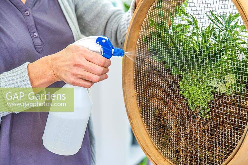 Woman misting houseplants planted in sieve with water from pump-action spray bottle. 