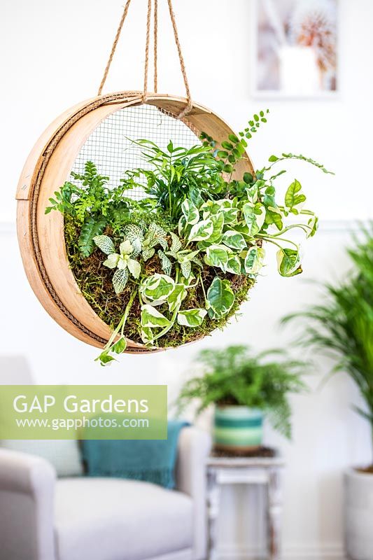 Hanging houseplant sieve in modern living room. 