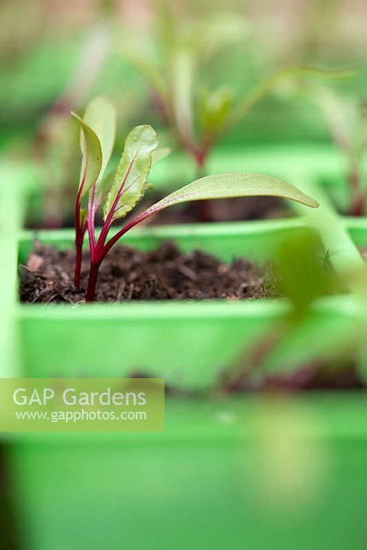 Beta vulgaris - Beetroot - seedlings in modules