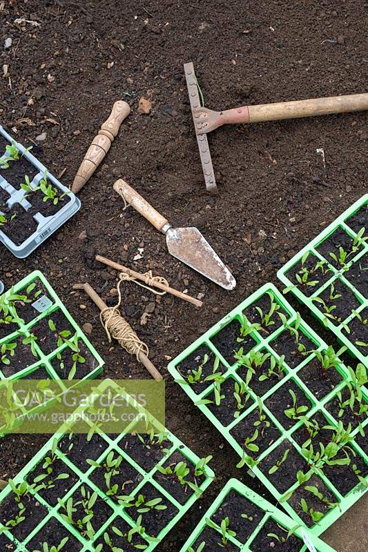 Beta vulgaris - Beetroot seedlings in modules and garden tools