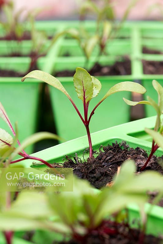 Beta vulgaris - Beetroot - seedlings in modules