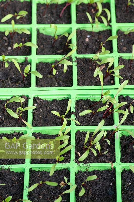 Beta vulgaris - Beetroot seedlings in modules