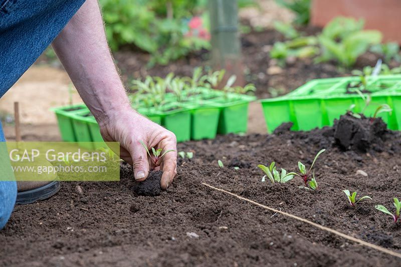 Beta vulgaris - Beetroot, planting out row of seedlings in the ground 
