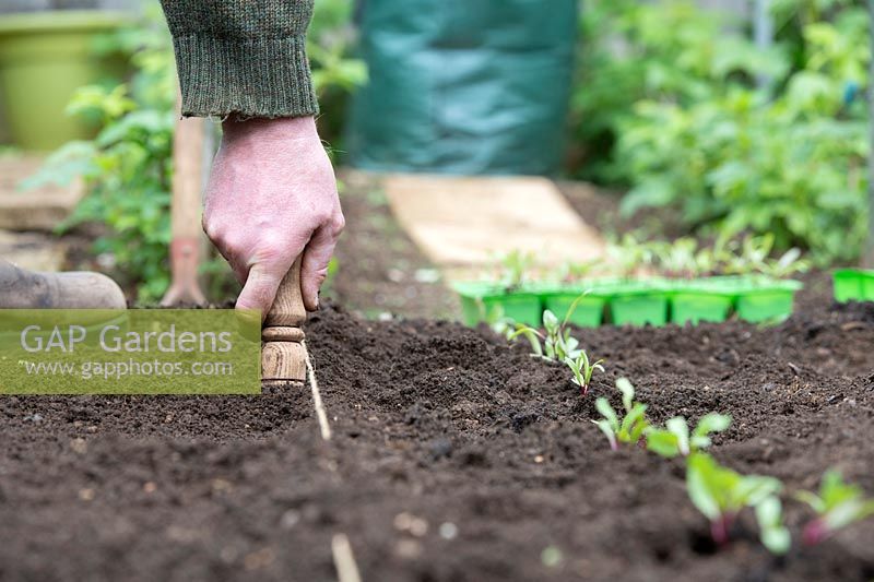 Gardener using a dibber when planting out beetroot seedlings - Beta vulgaris