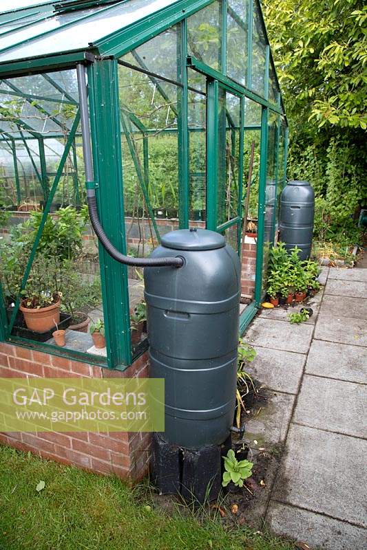 Slimline water butts on stands placed to collect water from greenhouse roof 
