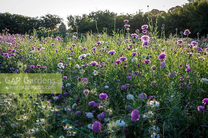 Early morning in the stock beds with Centaurea moschata - Sultan flower, Sweet sultan - in the foreground.