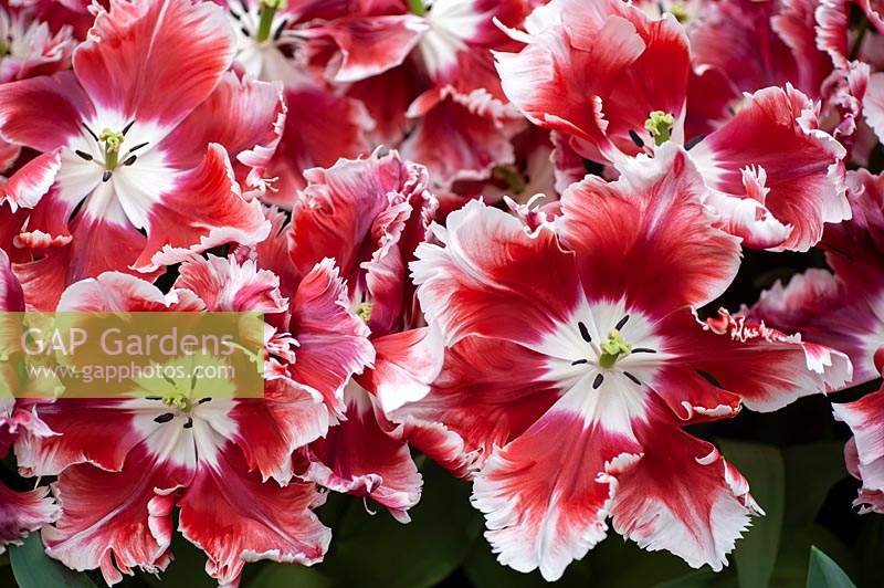 Tulipa 'Dee Jay Parrot' - Tulip - looking down into fully open blooms c