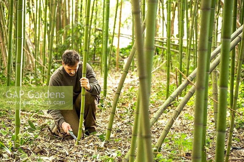 Phyllostachys viridiglaucescens - Green Glaucous Bamboo - crop of canes being harvested at the base of plant