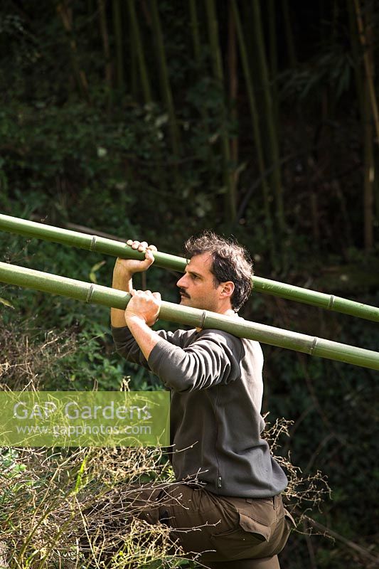 Nurseryman carrying thick canes of harvested Phyllostachys viridiglaucescens - Green Glaucous Bamboo - on his shoulders