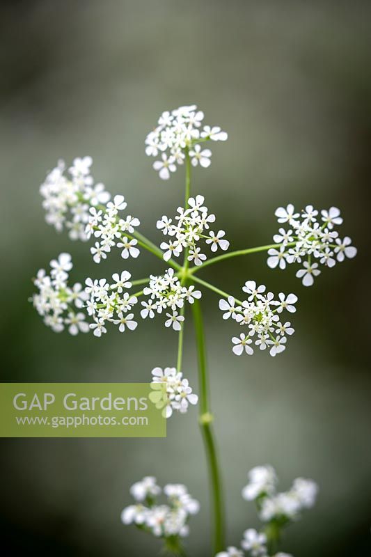 Anthriscus sylvestris - Common Cow Parsley, Wild Chervil, Beaked Parsely, Keck