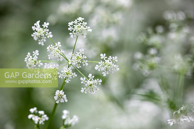 Anthriscus sylvestris - Common Cow Parsley, Wild Chervil, Beaked Parsely, Keck