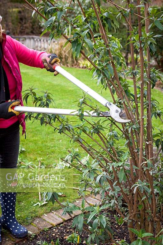 Pruning Buddleia davidii 'Black Knight' with loppers