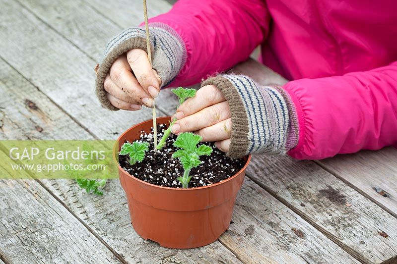 Taking cuttings from scented leaved pelargoniums - Pelargonium 'Attar of Roses' AGM. Placing cuttings around the edge of a pot.