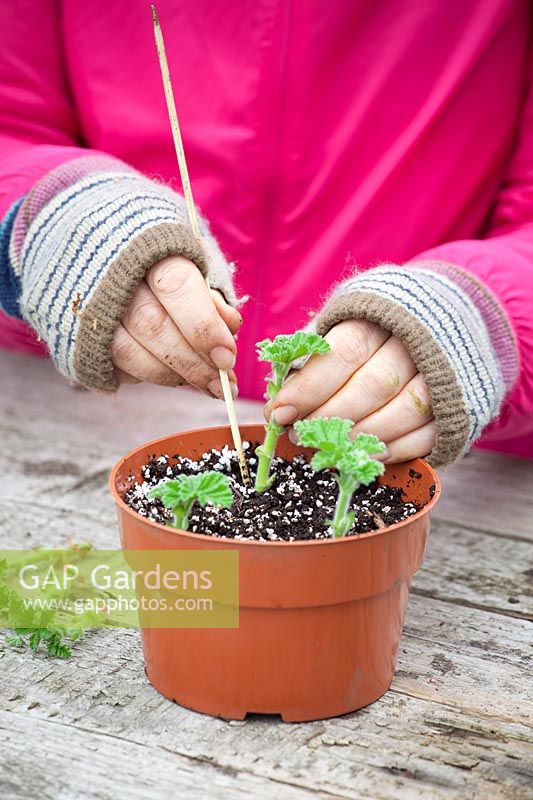 Taking cuttings from scented leaved pelargoniums - Pelargonium 'Attar of Roses' AGM. Placing cuttings around the edge of a pot.