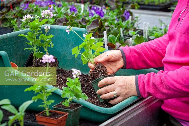 Potting up cuttings of scented leaved Pelargonium 'Attar of Roses' AGM - separating and putting into individual pots