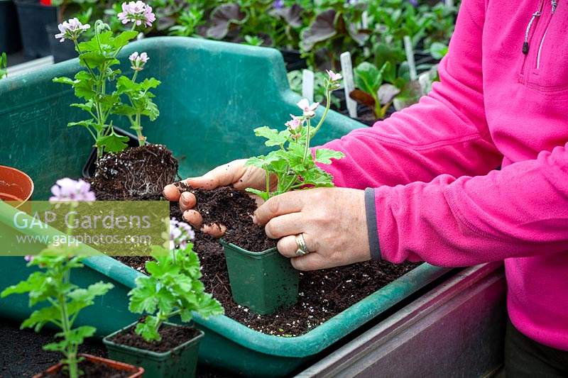Potting up cuttings of scented leaved Pelargonium 'Attar of Roses' AGM - separating and putting into individual pots