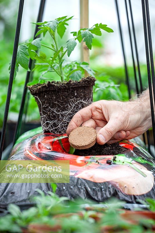 Planting Tomato plant in a grow bag - adding a Tomato Starter fertilising biscuit