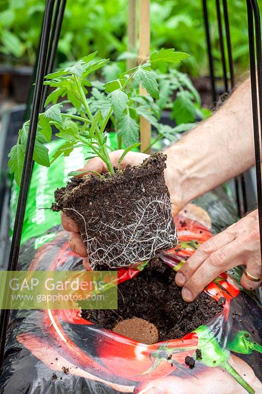 Planting Tomato plant in a grow bag - after adding a Tomato Starter fertilising biscuit