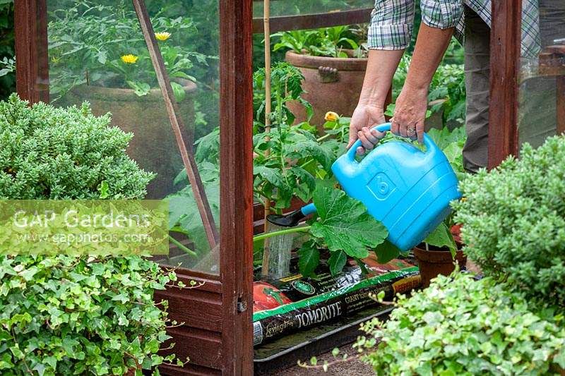 Watering tomatoes growing in growbags in a greenhouse