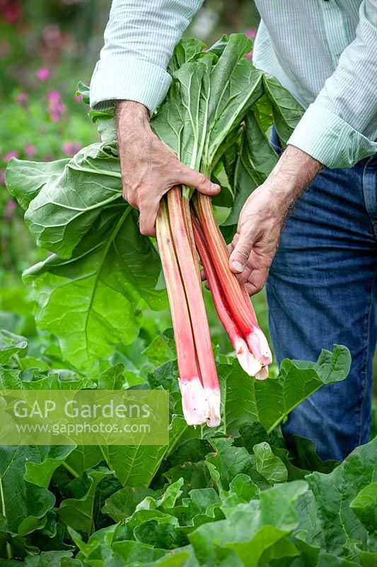 Harvesting rhubarb