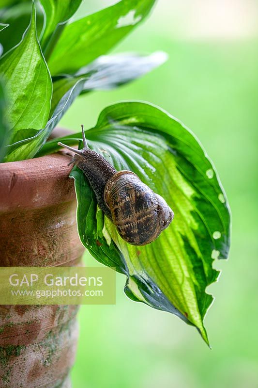 Snail on a Hosta leaf in a container