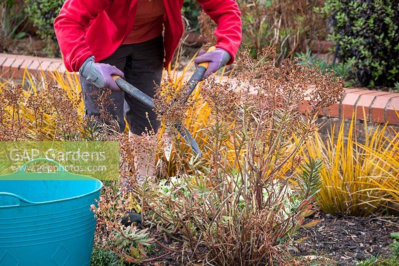 Deadheading Euphorbia with shears after they have finished flowering. Wearing gloves to protect from toxic sap