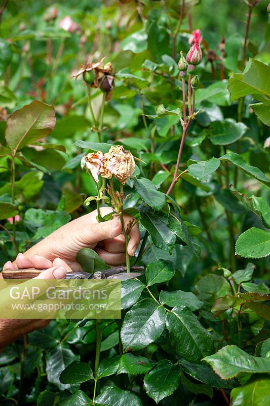 Deadheading a rose with secateurs