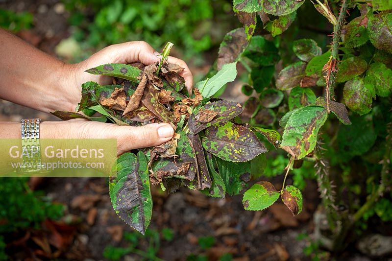 Removing leaves from roses that are badly affected with Black Spot - Diplocarpon rosae