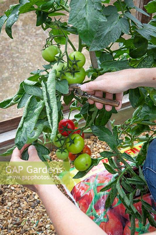 Removing some leaves from tomato plants to help fruit ripen and make it easier to pick. 