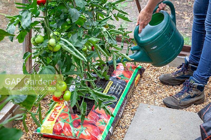 Watering tomatoes grown in growbags in a greenhouse