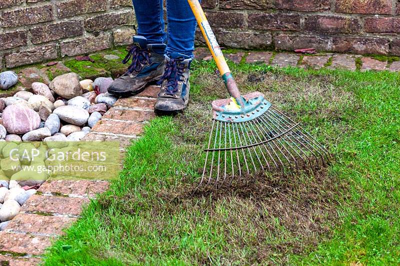 Using moss killer on a lawn - Raking out blackened moss thatch after it has been killed by moss killer