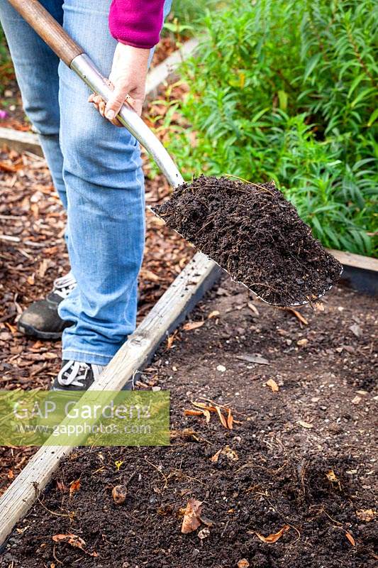 Mulching a bed in the vegetable garden with compost