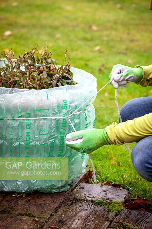 Tying bubblewrap around a terracotta container of Alstroemeria for winter protection.