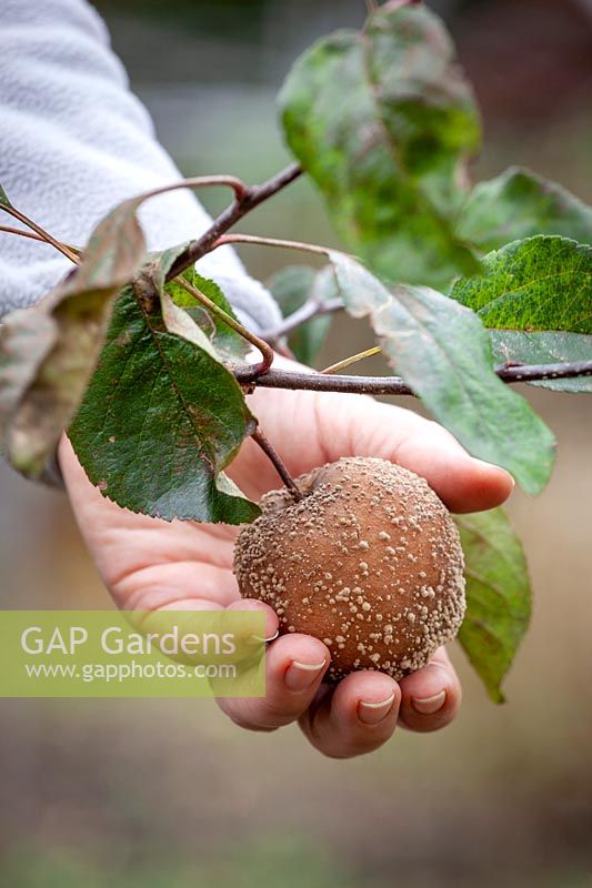 Removing an apple that has been infected with brown rot - Monilinia fructigena, M. laxa.