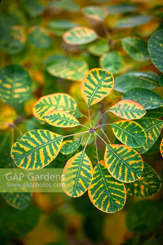 Cotinus cogyggria - Autumn colouring just appearing on the leaves after the first cold nights. 