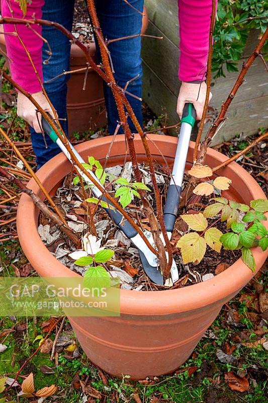 Cutting down all the canes of container-grown autumn-fruiting Rubus idaeus - Raspberry - plants in dormant season