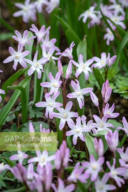 Chionodoxa forbesii 'PInk Giant' syn. Scilla 'Pink Giant' - Glory of the Snow.