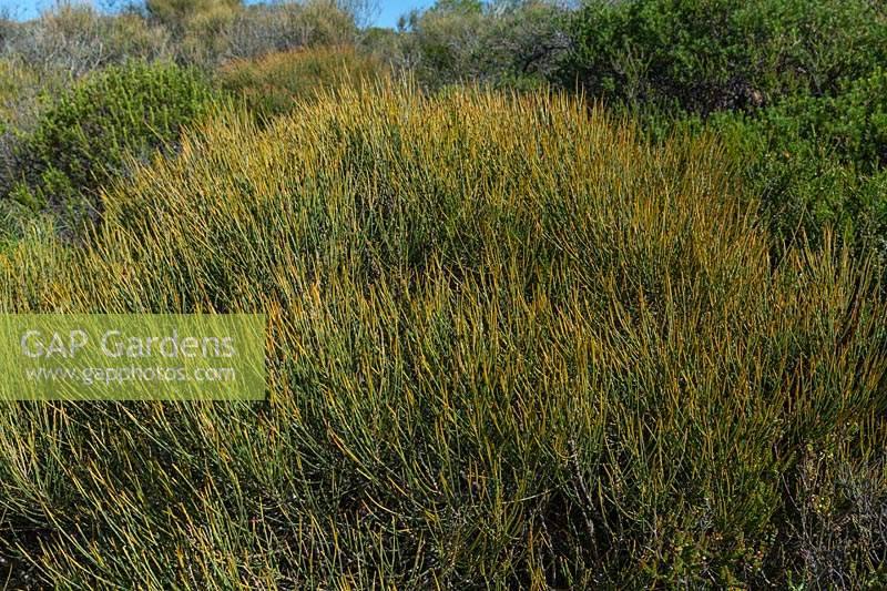 Allocasuarina - wind pruned Allocasuarina growing in coastal heathland in New South Wales, Australia. 