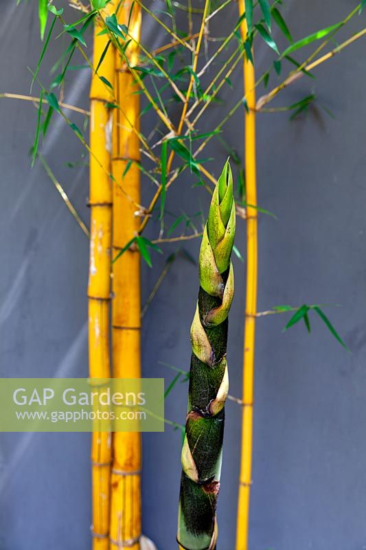 Bambusa vulgaris 'Vittata'
