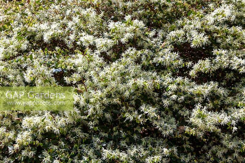  A large flowering Chinese fringe flower shrub covered in a profusion of delicate white flowers.