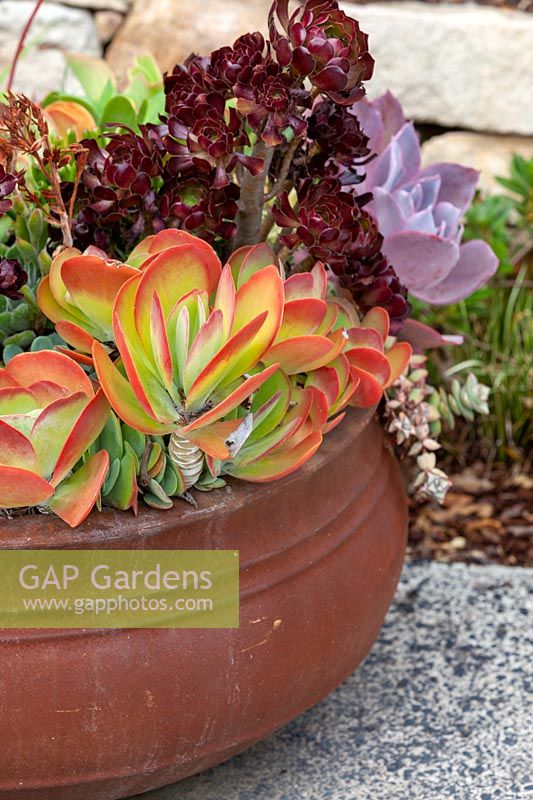 A squat terracotta pot with colourful mixed succulents.